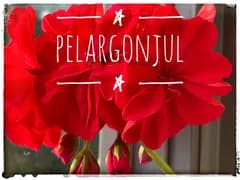 Fira en PELARGONJUL med gamla eller nya bilder på Pelargoner