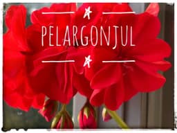 Fira en PELARGONJUL med gamla eller nya bilder på Pelargoner