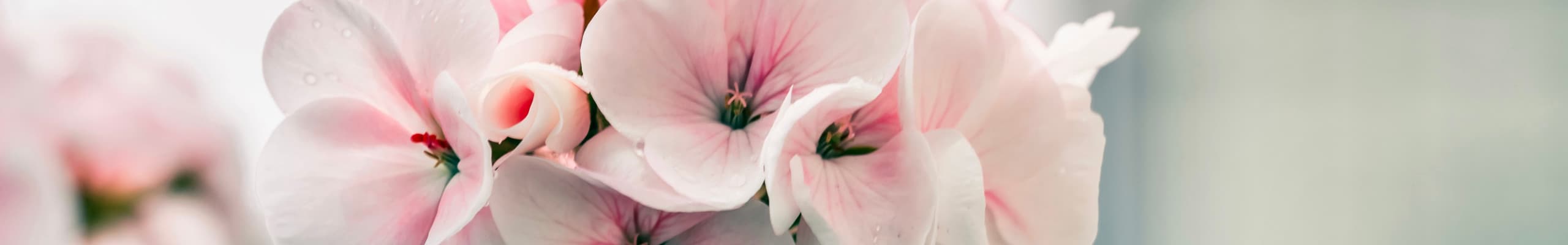 Pelargoner iFokus