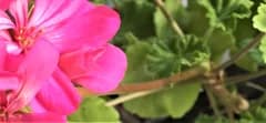 Pyttelites Pelargonfönster