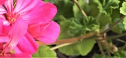 Pyttelites Pelargonfönster